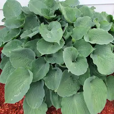 Хоста МУНЛАЙТ СОНАТА гибридная в Самохваловичи