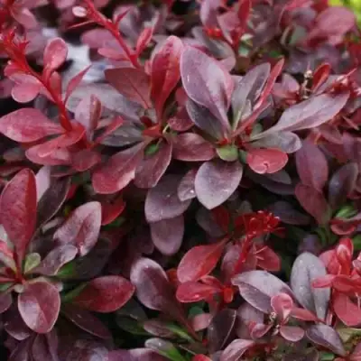 Барбарис АТРОПУРПУРЕА НАНА тунберга в Самохваловичи