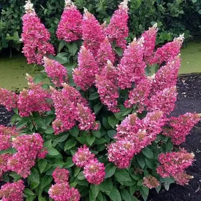 Гортензия МЕГА МИНДИ метельчатая в Самохваловичи