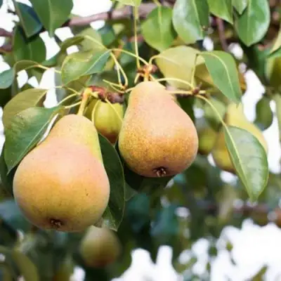 Груша ВЫСТАВОЧНАЯ в Самохваловичи