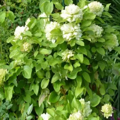 Клематис КОХАНА в Самохваловичи