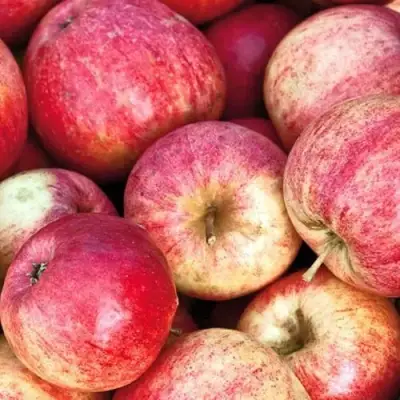 Яблоня ШТРИФЕЛЬ в Самохваловичи