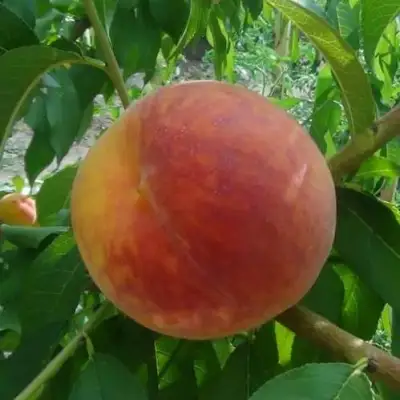 Персик ВАЙН ГОЛД Т3 в Самохваловичи