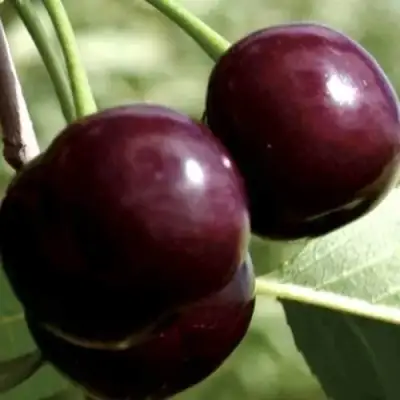 Дюк КСЕНИЯ (ЧЕРЕВИШНЯ) в Самохваловичи