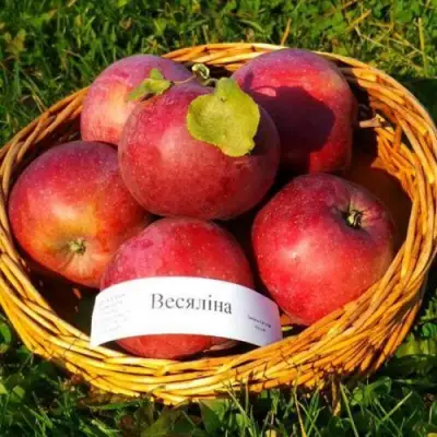 Яблоня ВЕСЯЛИНА в Самохваловичи