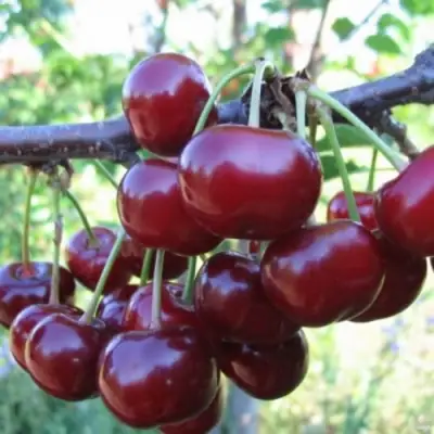 Вишня НОРД СТАР в Самохваловичи