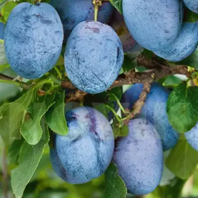 Слива ОДА в Самохваловичи