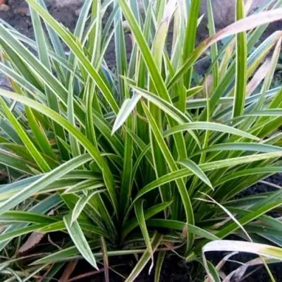 Осока МОРРОУ АЙС ДЭНС в Самохваловичи