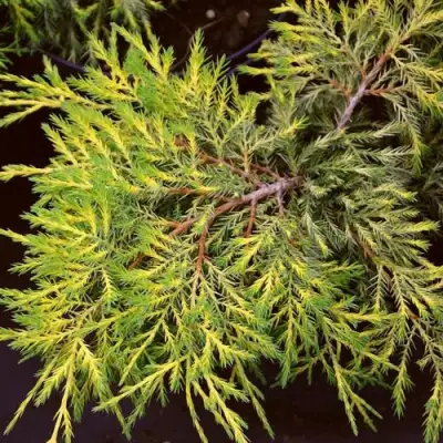 Можжевельник КИНГ ОФ СПРИНГ средний в Самохваловичи