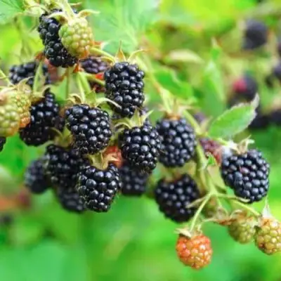 Ежевика АПАЧИ бесшипная  в Самохваловичи