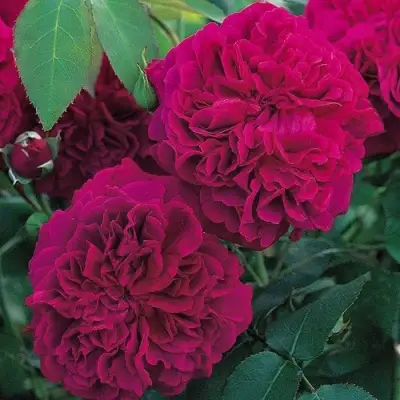 Роза ВИЛЬЯМ ШЕКСПИР английская в Самохваловичи