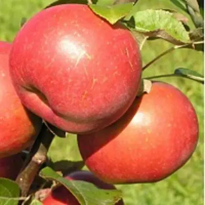 Яблоня РЕДКРАФТ в Самохваловичи