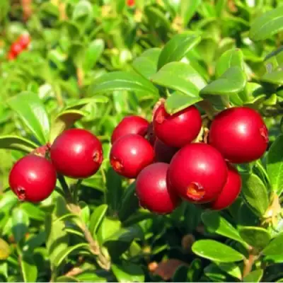 Брусника садовая РЕД ПЕРЛ в Самохваловичи