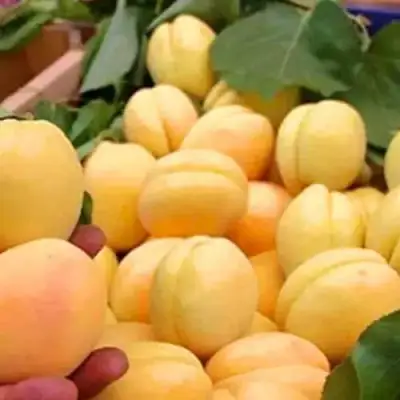Абрикос АНАНАСНЫЙ в Самохваловичи