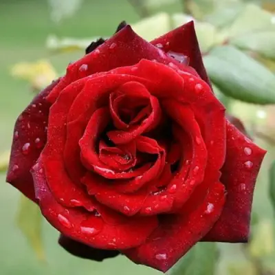 Роза ТАБУ чайно-гибридная в Самохваловичи