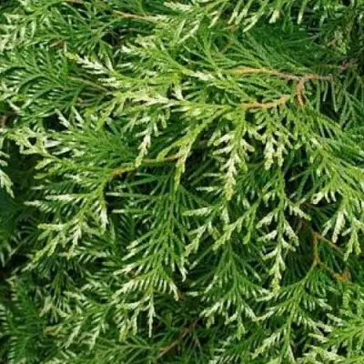 Туя СМАРАГД ВАРИЕГАТА западная в Самохваловичи