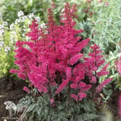 Астильба МУЛЕН РУЖ курчавая в Самохваловичи