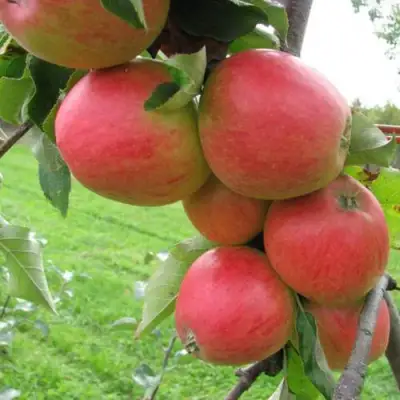 Яблоня ПИККОЛО в Самохваловичи