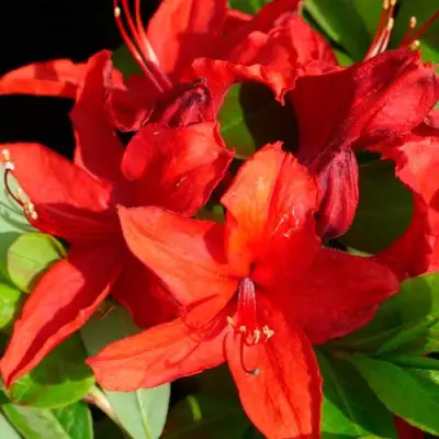 Азалия НАБУКО листопадная в Самохваловичи