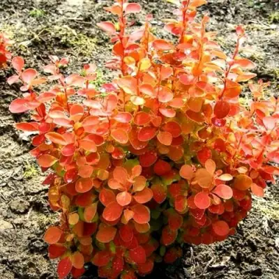 Барбарис ОРАНЖ ФАЙЕР тунберга в Самохваловичи