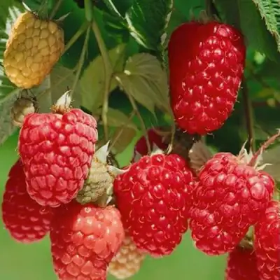 Малина ХИМБО-ТОП в Самохваловичи