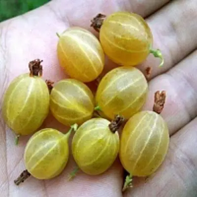 Крыжовник ЯРОВОЙ в Самохваловичи