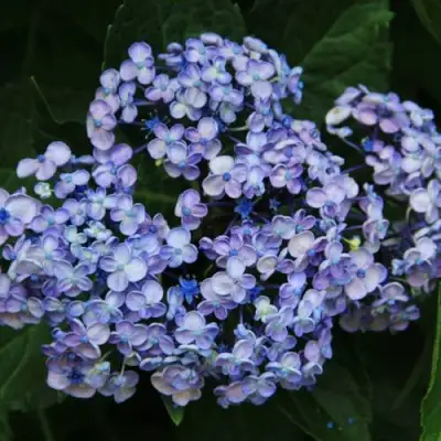 Гортензия АИША крупнолистная  в Самохваловичи