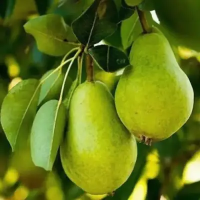 Груша СЕВЕРЯНКА колонновидная в Самохваловичи