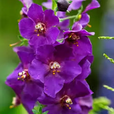 Коровяк ВИОЛЕТТА (вербаскум) в Самохваловичи