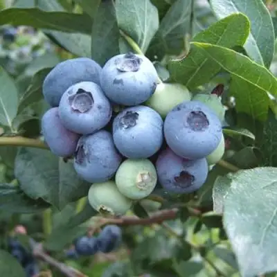 Голубика БЛЮЭТТА в Самохваловичи