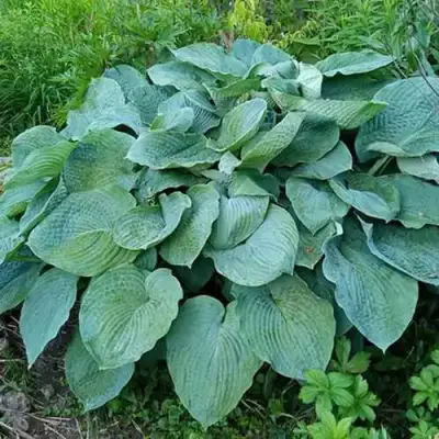 Хоста ЭЛЕГАНС Зибольда в Самохваловичи