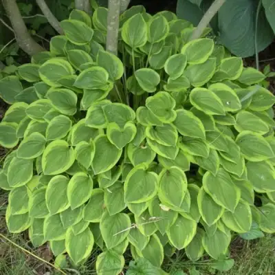 Хоста ГОЛДЕН ТИАРА в Самохваловичи