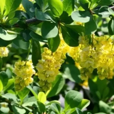 Барбарис ИНДИАН САММЕР  в Самохваловичи