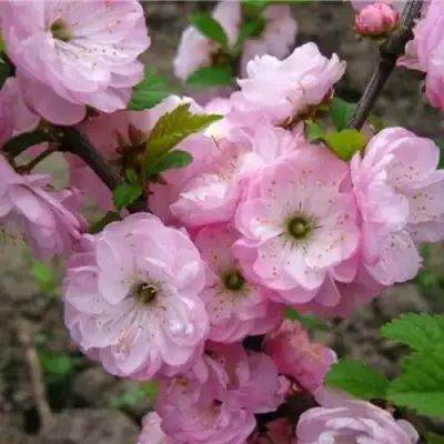 Миндаль ТРЁХЛОПАСТНЫЙ (луизеания) в Самохваловичи