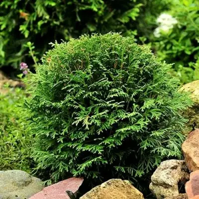 Туя ДАНИКА западная в Самохваловичи