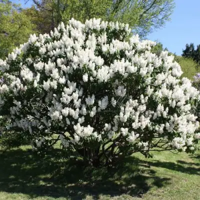 Сирень РОЧЕСТЕР в Самохваловичи