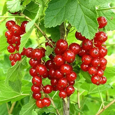 Смородина красная ФЕРТОДИ в Самохваловичи