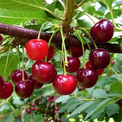 Вишня БРУСНИЦЫНА степная в Самохваловичи