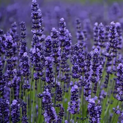 Лаванда МАНСТЕД узколистная в Самохваловичи