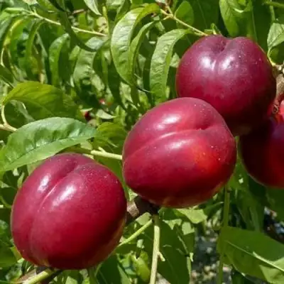 Нектарин БИГ-ТОП в Самохваловичи