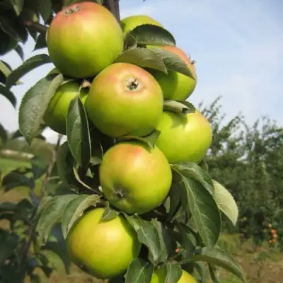 Яблоня ЛУКОМОР колонновидная в Самохваловичи