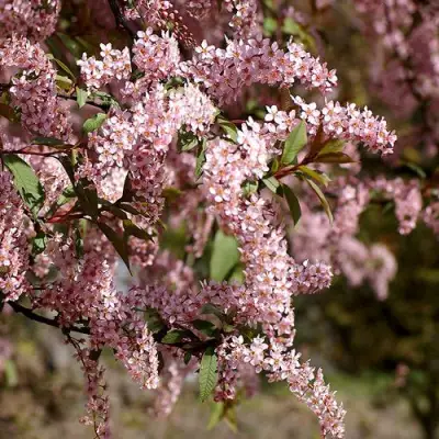 Черемуха НЕЖНОСТЬ в Самохваловичи