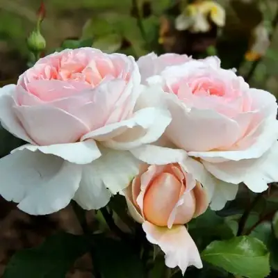 Роза АНДРЕ ЛЕ НОТР чайно-гибридная в Самохваловичи