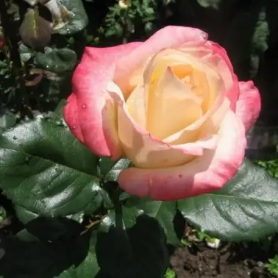 Роза БЕЛА ПЕРЛА чайно-гибридная в Самохваловичи