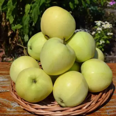 Яблоня ПАПИРОВКА в Самохваловичи