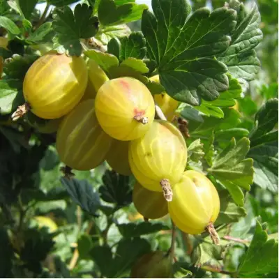 Крыжовник БЕРИЛЛ в Самохваловичи