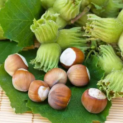 Фундук КРЕПКИЙ ОРЕШЕК в Самохваловичи