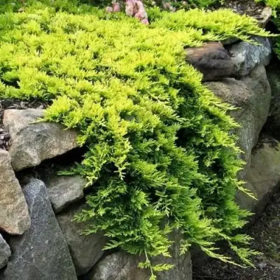 Можжевельник ГОЛДЕН КАРПЕТ горизонтальный  в Самохваловичи