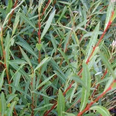 Ива НАНА пурпурная в Самохваловичи