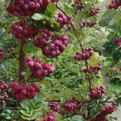 Рябина ДЕСЕРТНАЯ МИЧУРИНА сладкоплодная в Самохваловичи